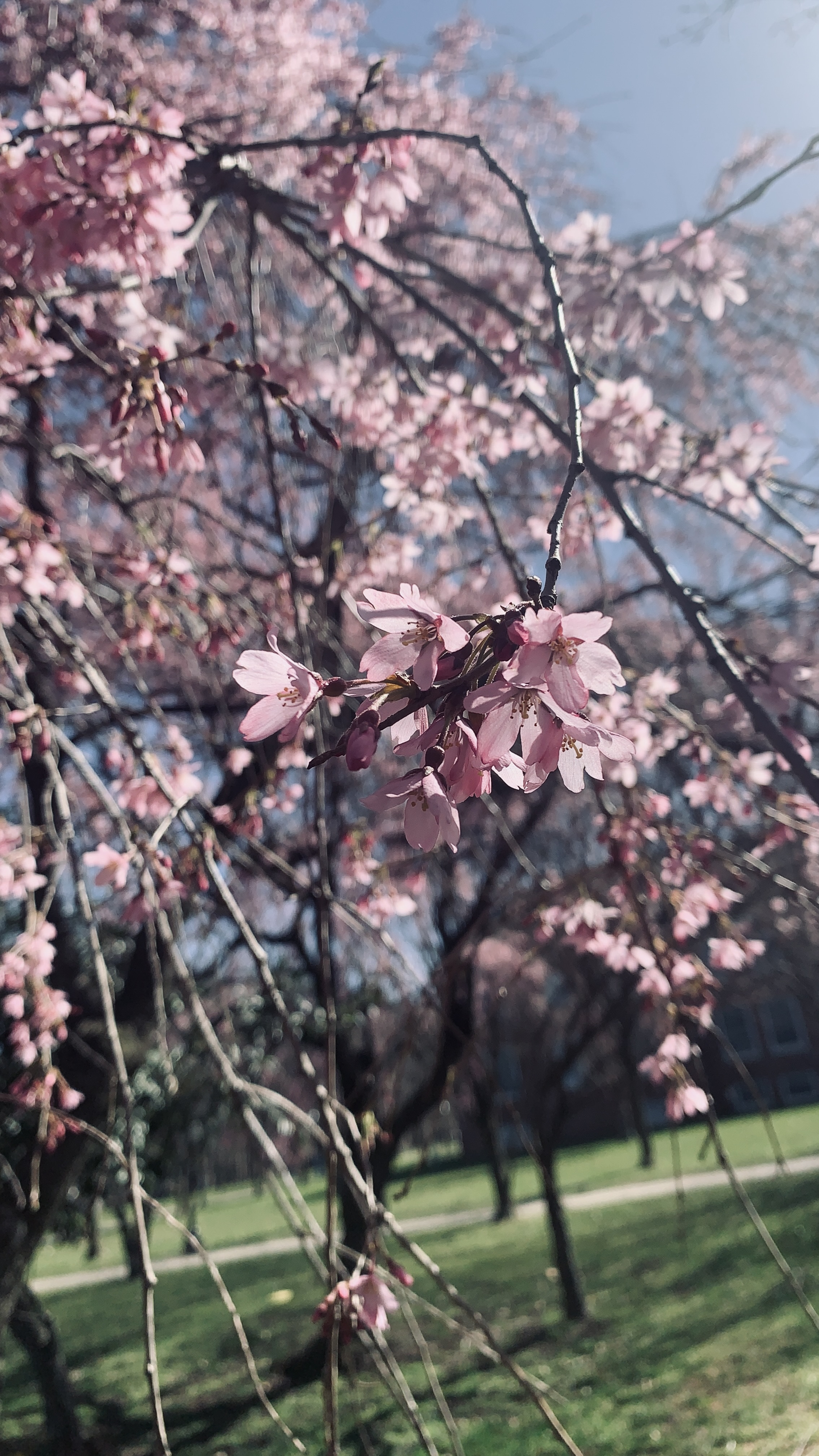 Cherry Blossoms Brighten the Campus
