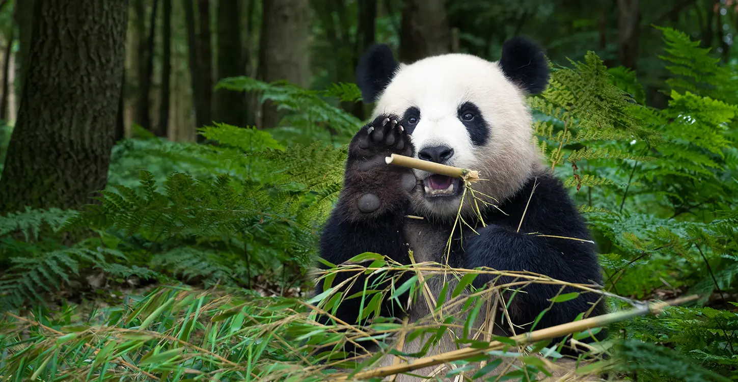 We have done wildlife protection all wrong: Let them die. 