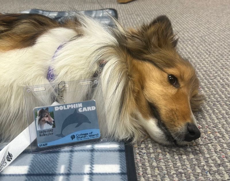 Meet Sky, Your Campus Comfort Canine